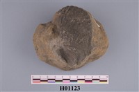 藏品(二枚貝類)的圖片